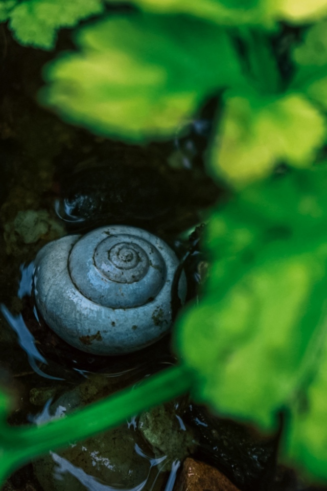 Ракушка садовой улитки на мокрой земле