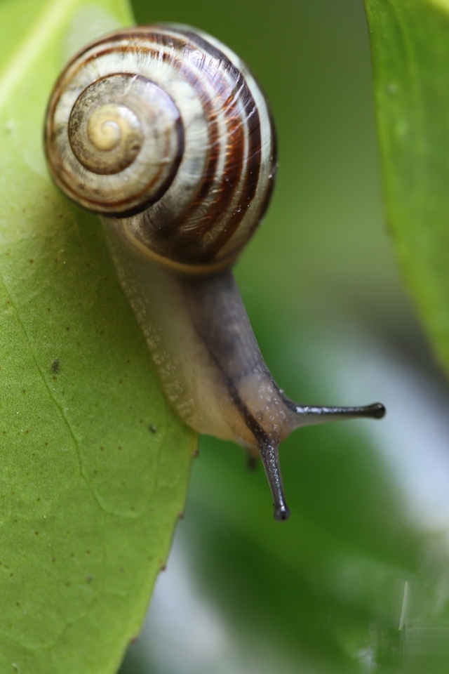 Виноградная улитка на зеленом листе