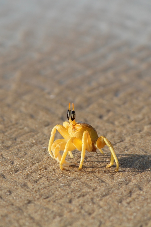 Маленький желтый краб на песке