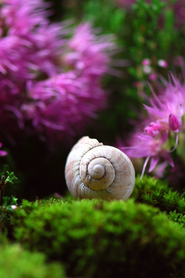 Ракушка улитки лежит у розовых цветов 