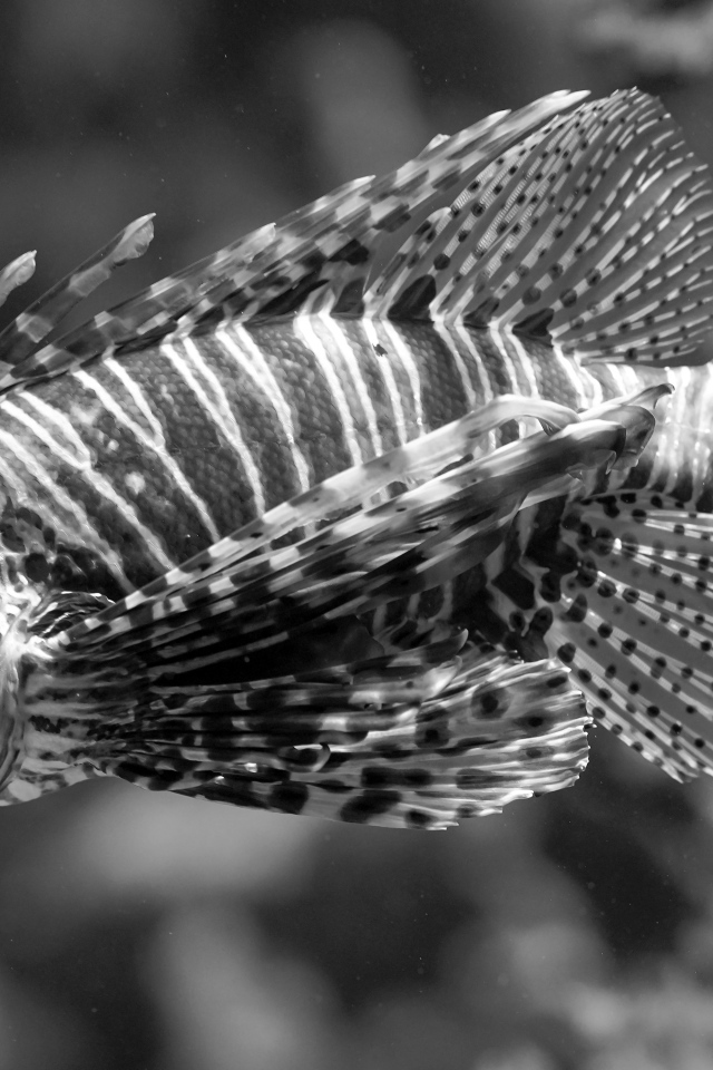 Красивая полосатая рыба  в аквариуме