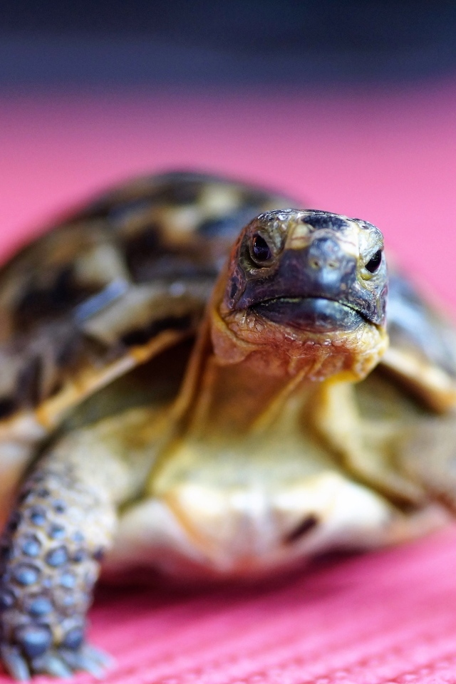 Большая черепаха на розовом фоне