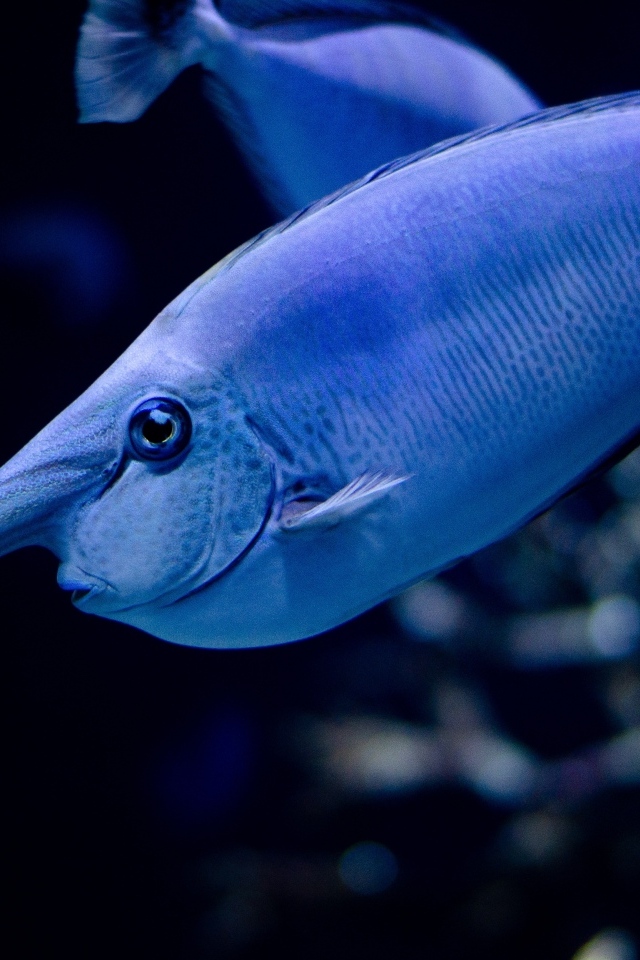 Большая синяя морская рыба