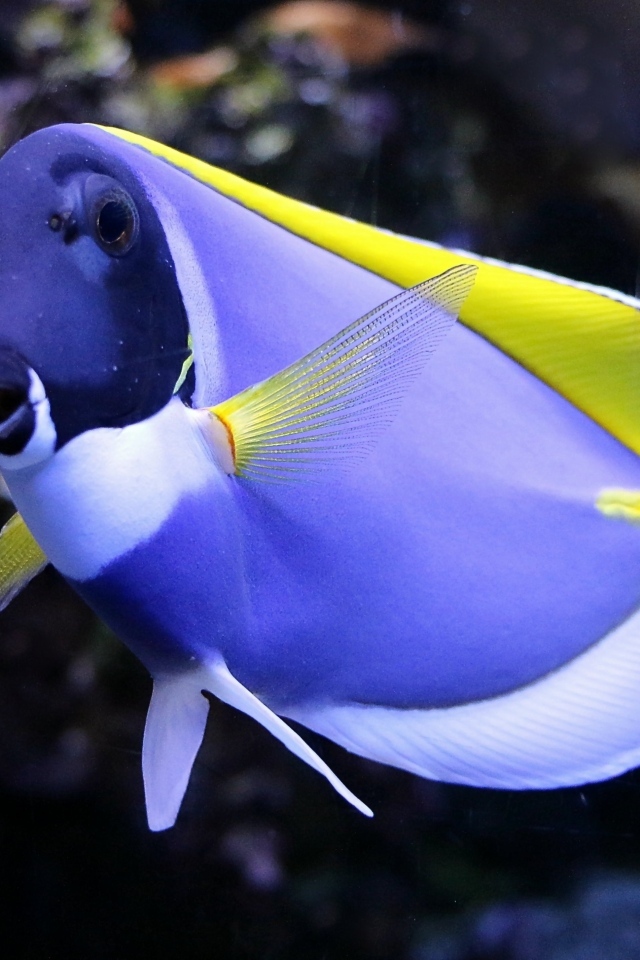 Синяя рыба доктор в аквариуме