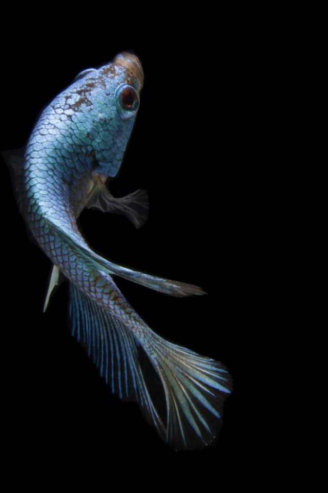 Голубая рыбка на черном фоне