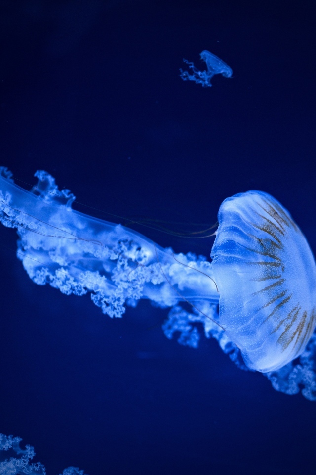 Голубая медуза под водой в море