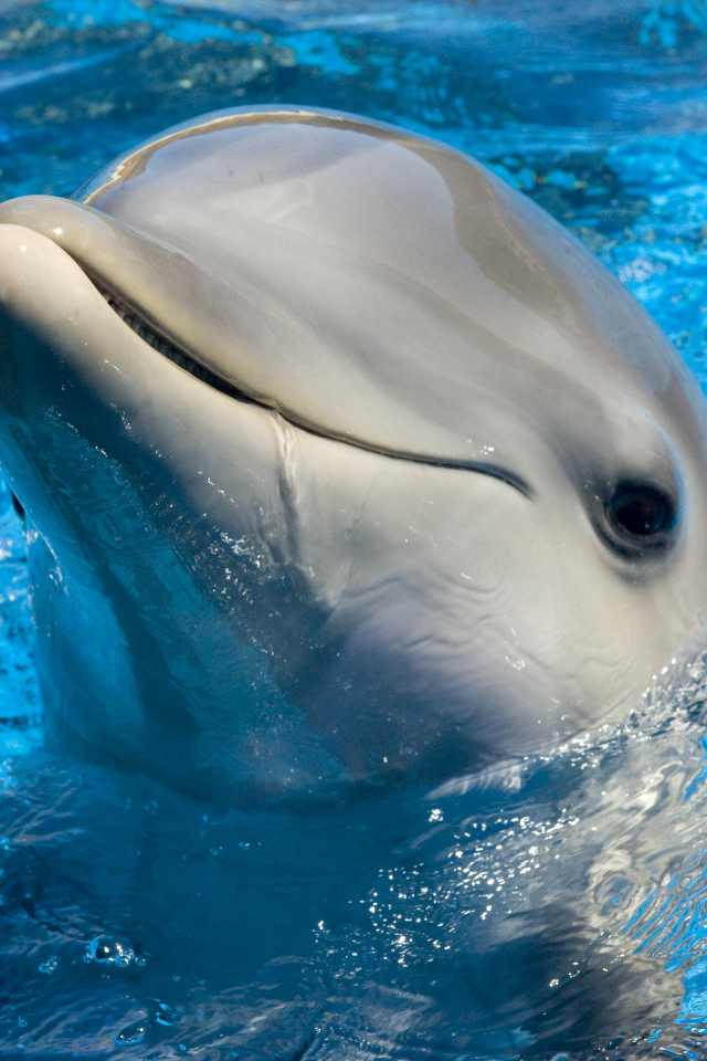 Дельфин в голубой воде бассейна
