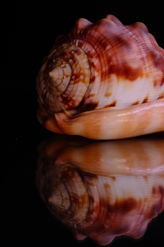 Большая ракушка на черном фоне