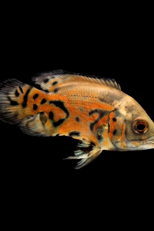 Оранжевая рыбка на черном фоне