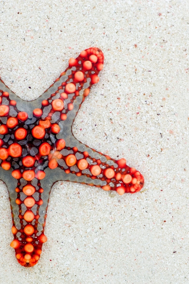 Красная морская звезда на песке 