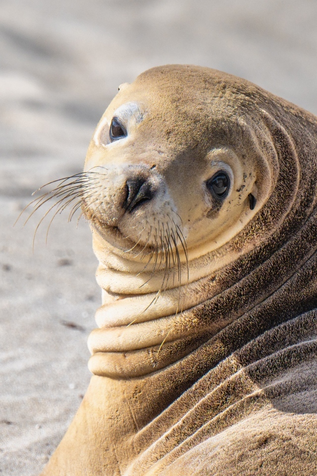 Морской лев лежит на песке