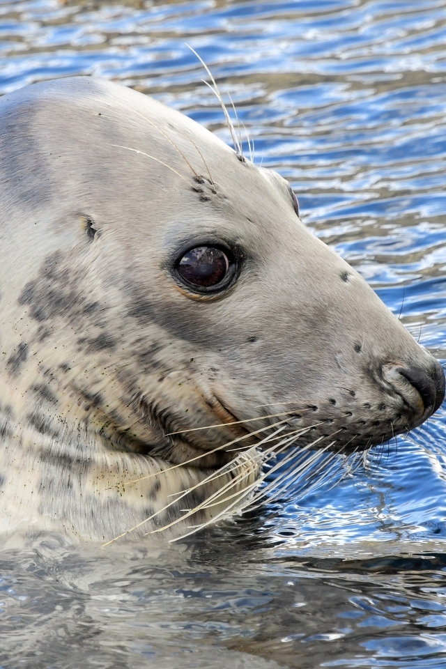 Тюлень сидит в воде