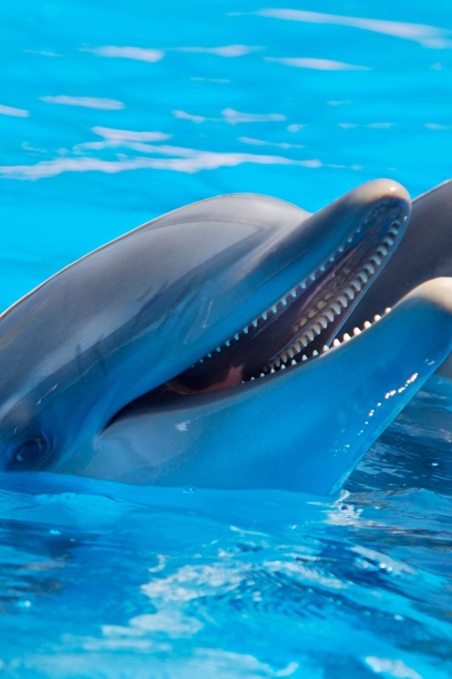 Два дельфина плавают в бассейне
