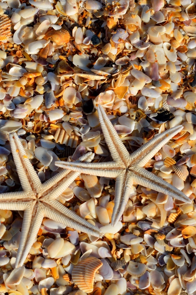Две морские звезды и ракушки на берегу