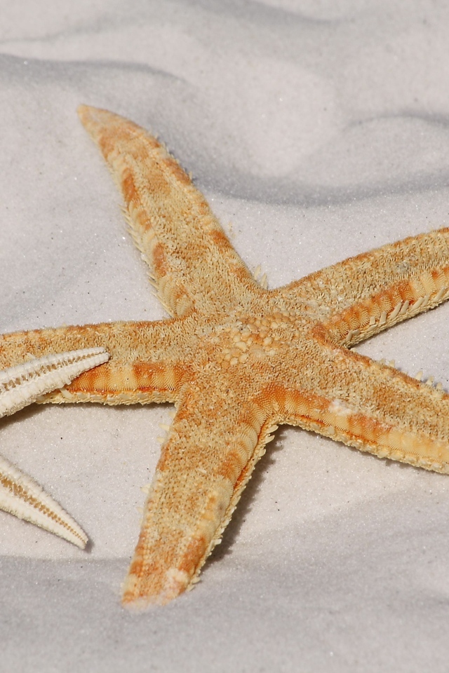 Две морские звезды на белом песке 