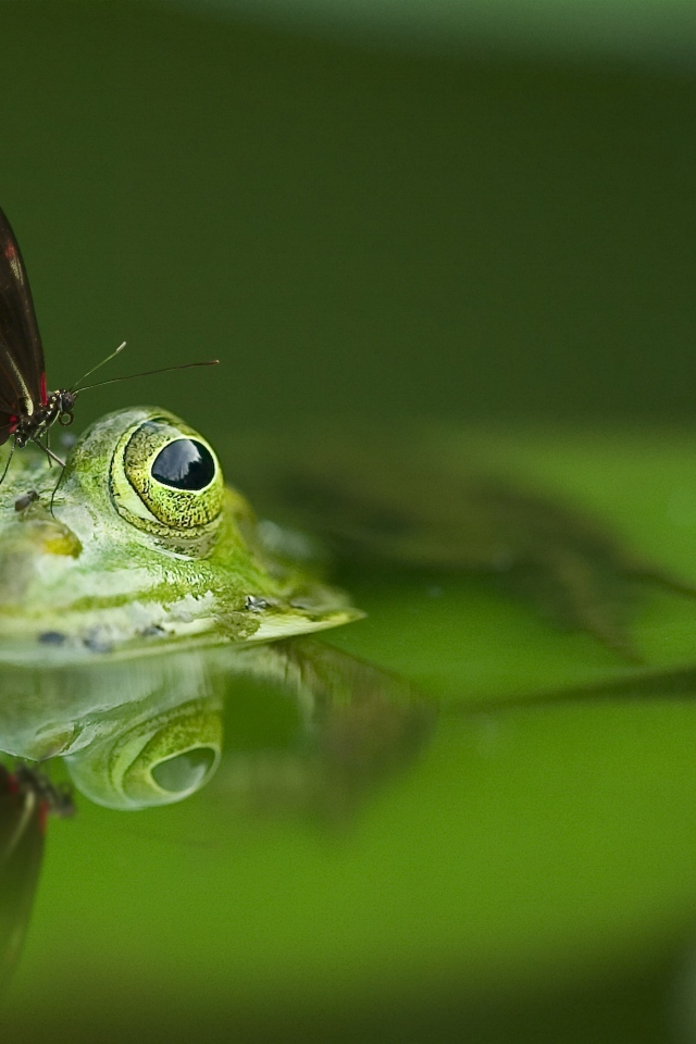 Бабочка сидит на зеленой лягушке в воде