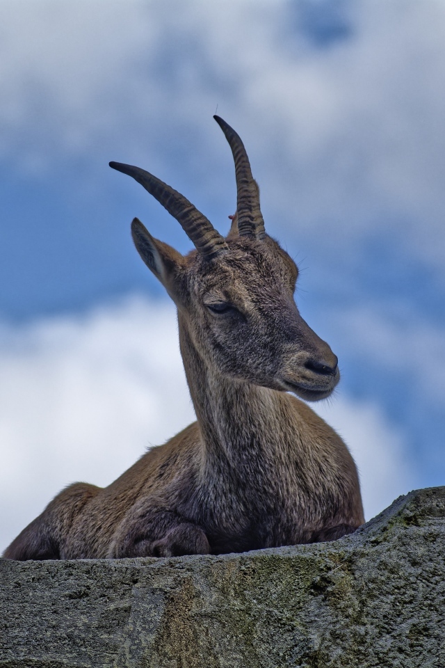 Газель с острыми рогами отдыхает на камне