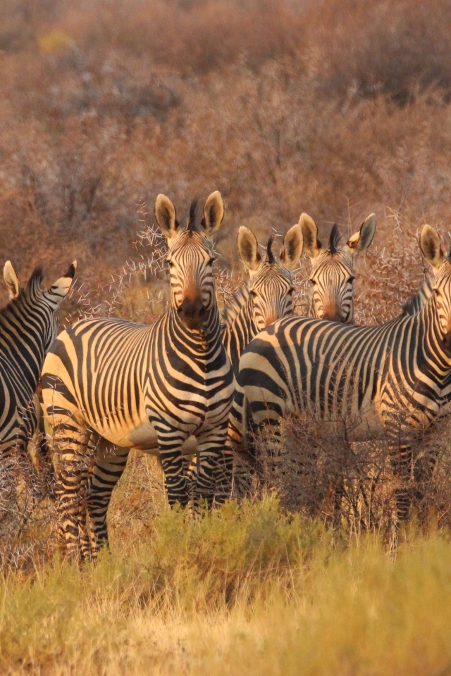 Стадо полосатых зебр стоит на траве в саванне