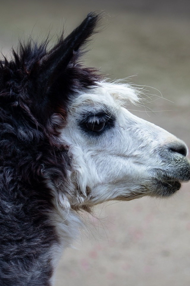 Голова альпаки боком