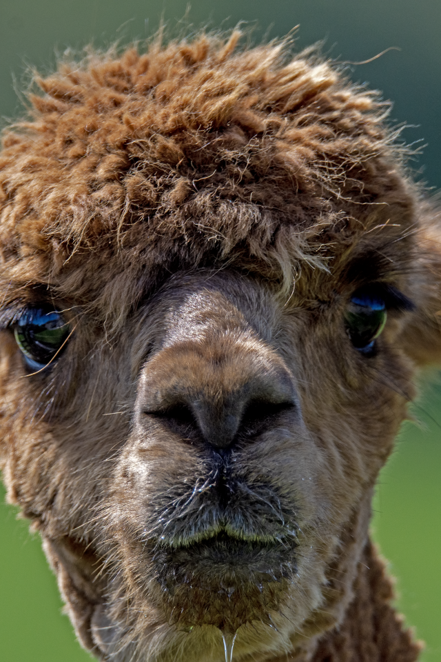 Морда альпаки крупным планом