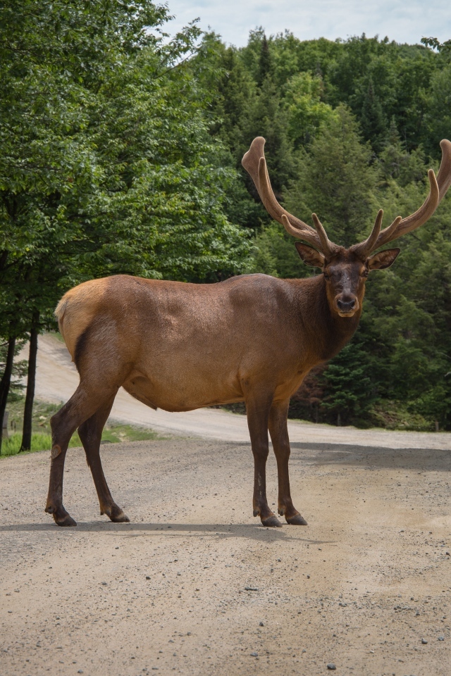 Большой рогатый олень на дороге