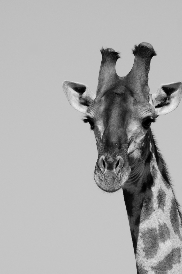 Большой жираф на сером фоне 