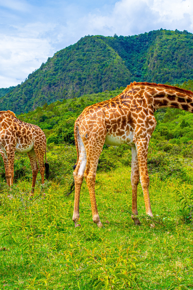 Большие жирафы гуляют в саванне