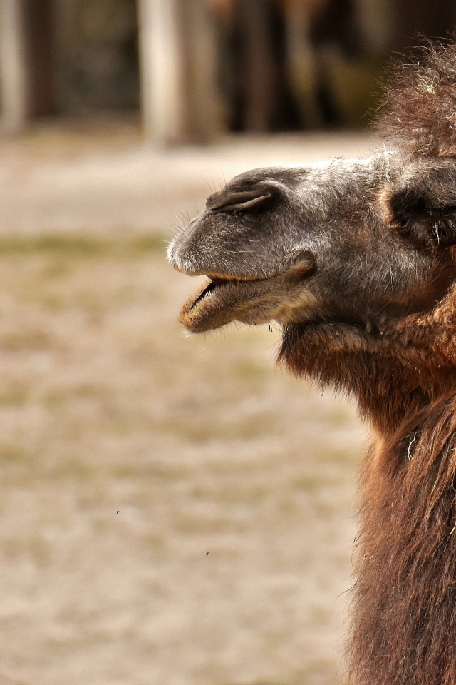 Большой лохматый верблюд в зоопарке