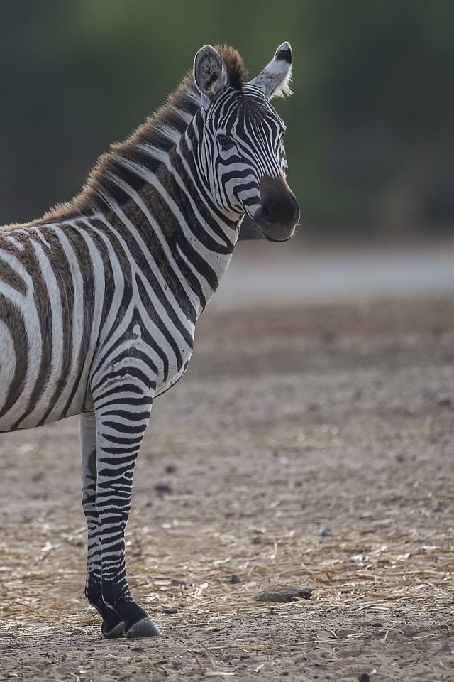 Большая полосатая зебра на земле