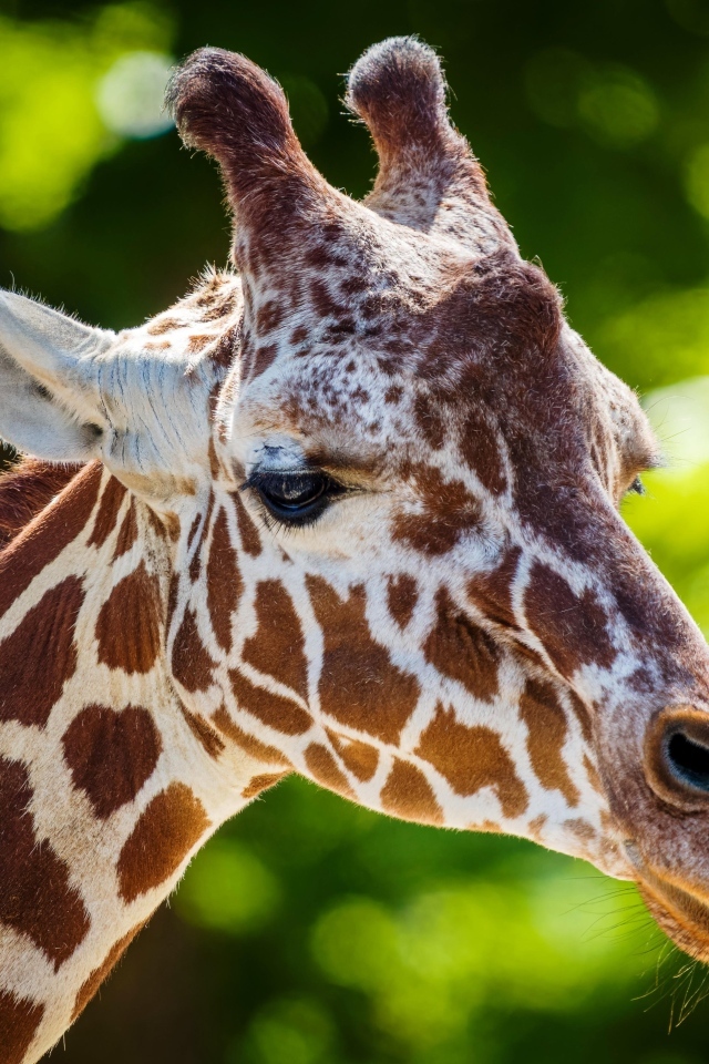 Морда пятнистого жирафа крупным планом