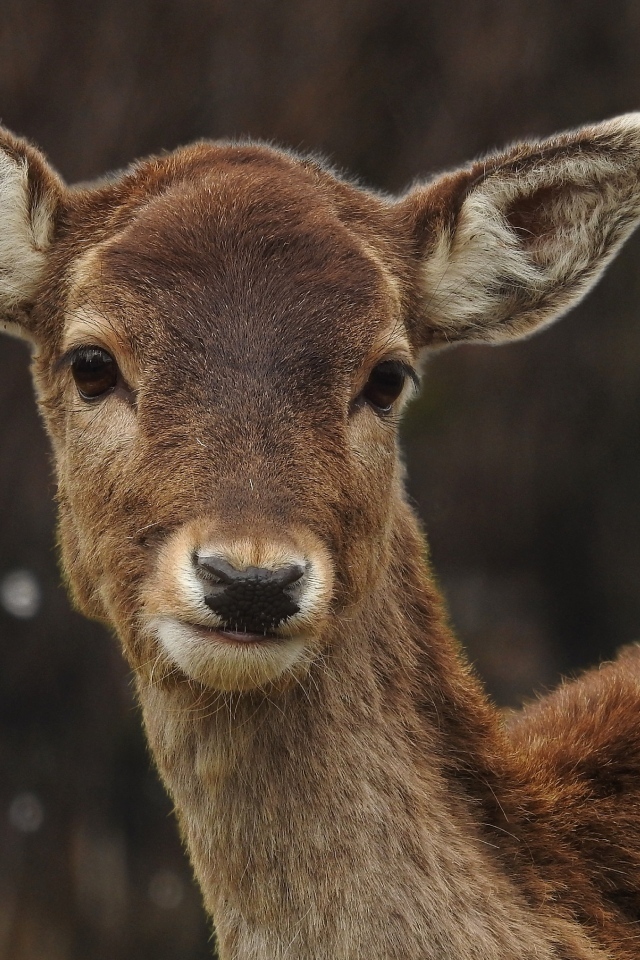 Милый олененок крупным планом