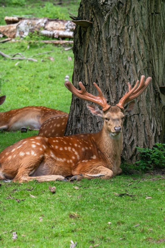 Олени отдыхают под деревом в лесу