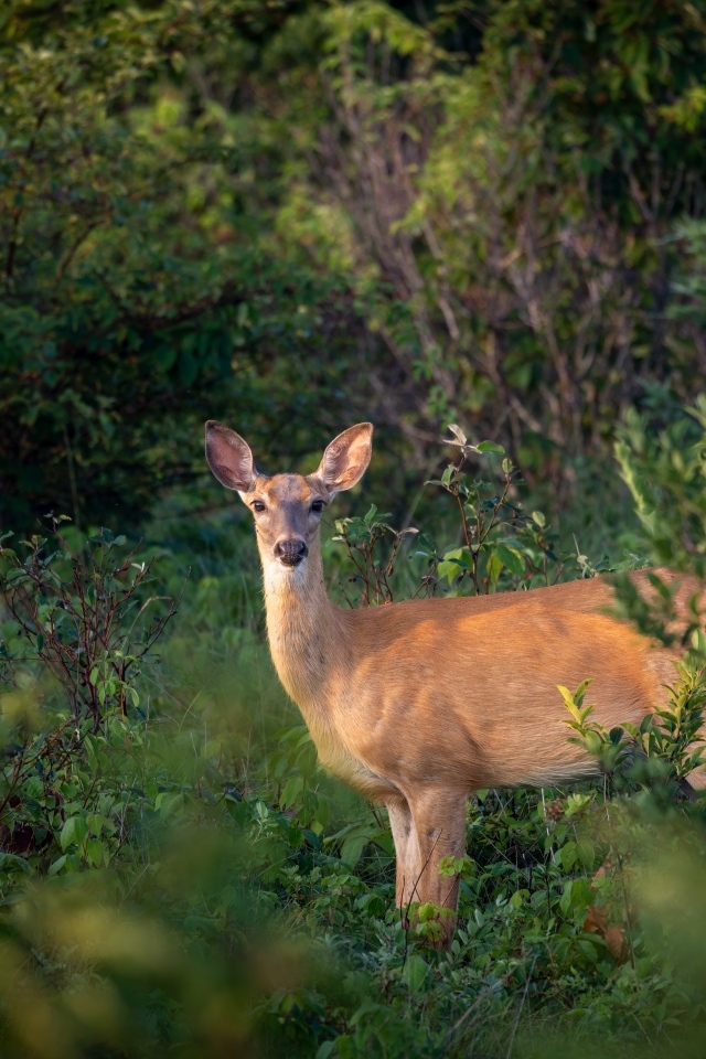 Олень стоит в зарослях в лесу