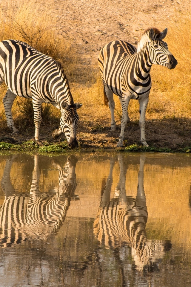 Четыре зебры у водопоя