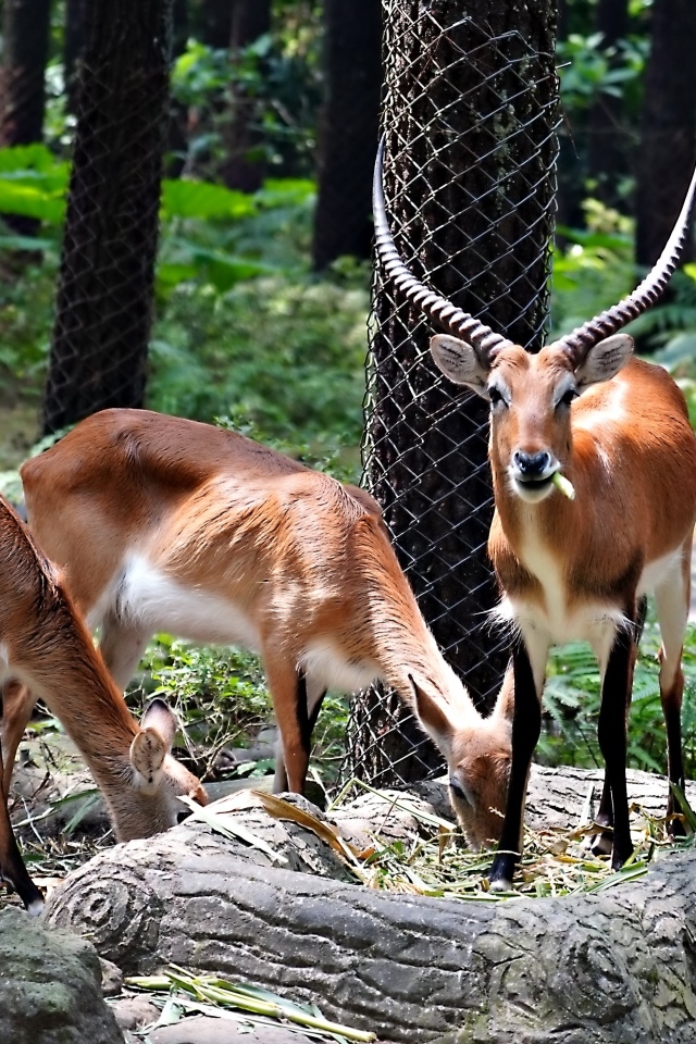 Газели в зоопарке