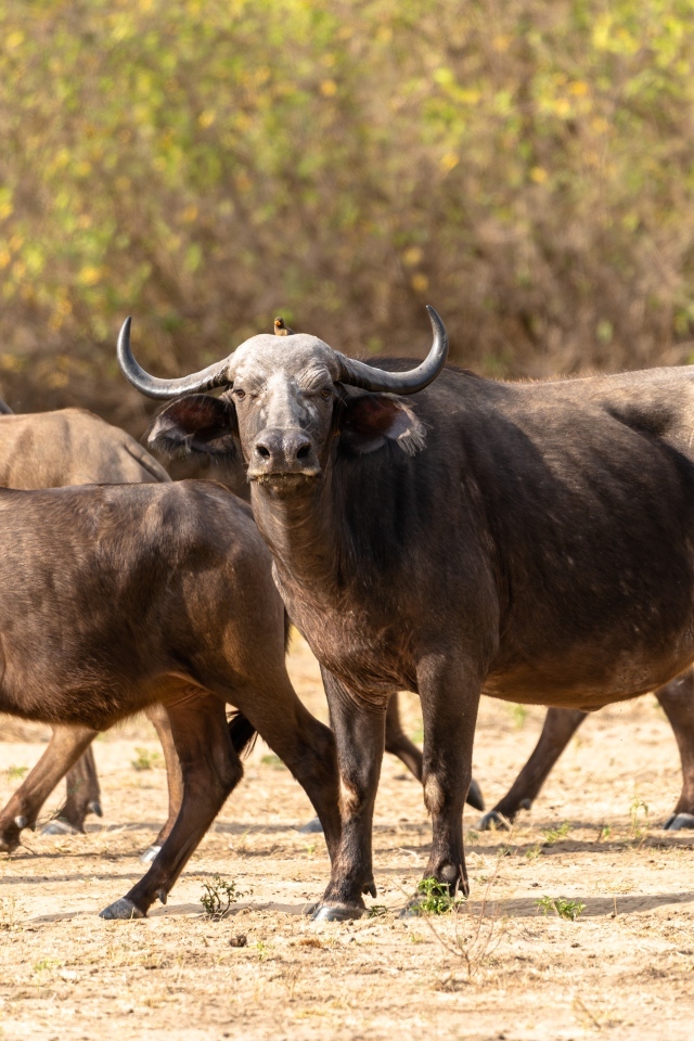 Стадо диких буйволов