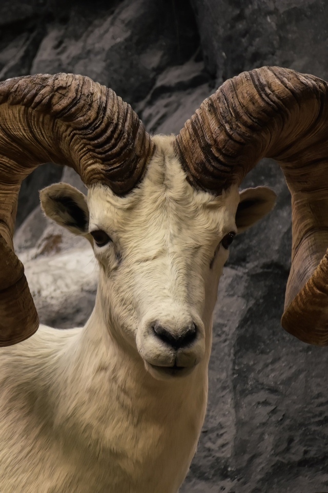Большие закрученные рога горного козла