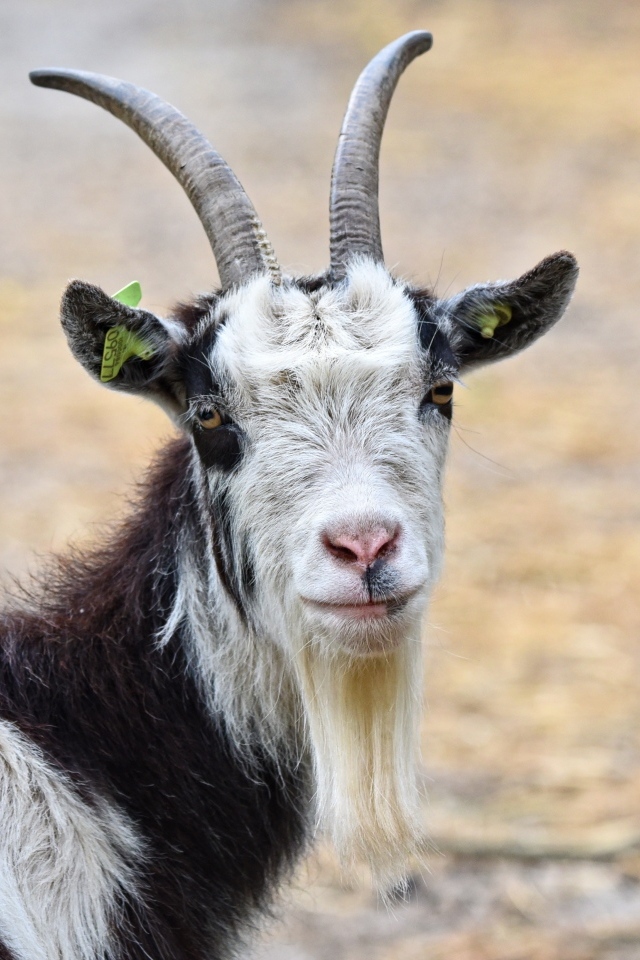 Большие рога у домашнего козла