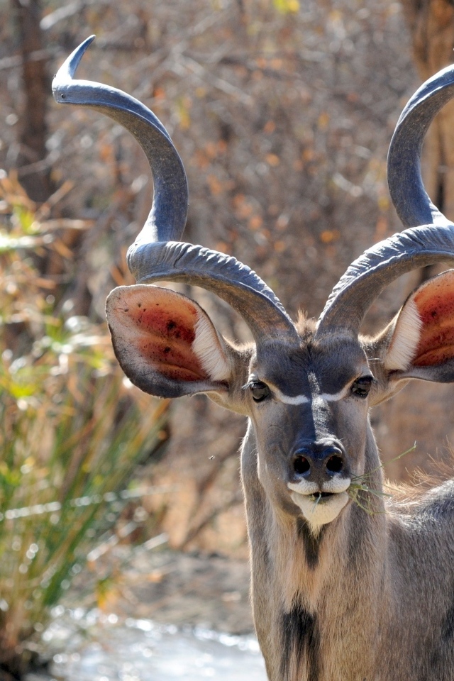 Большие рога у антилопы куду