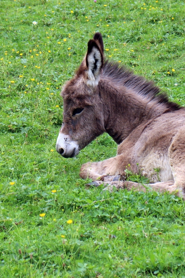 Маленький ослик лежит на зеленой траве
