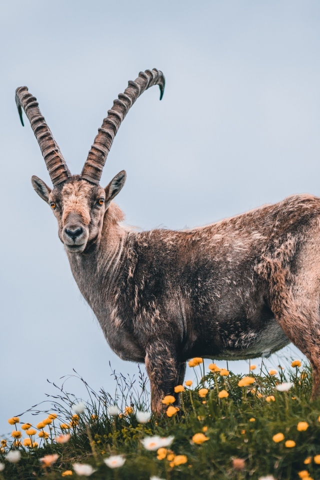 Сибирский горный козёл на поляне с цветами