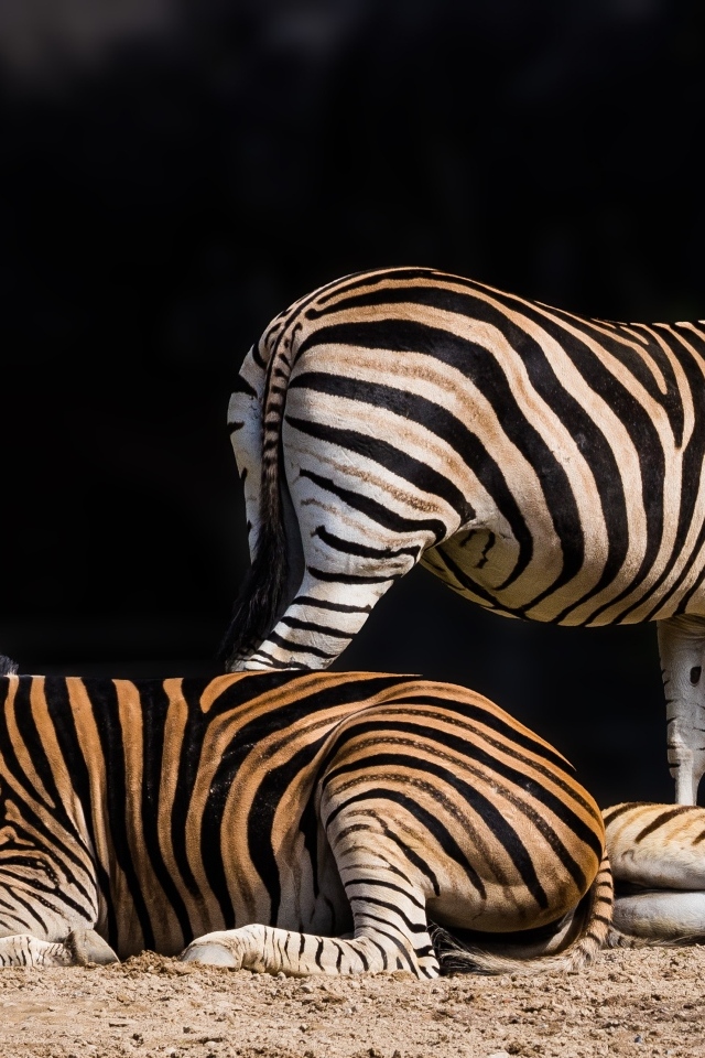 Полосатые зебры лежат на земле