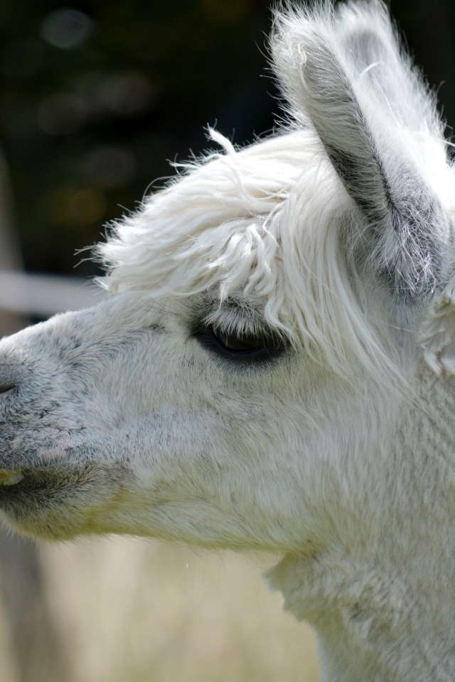 Голова белой ламы крупным планом