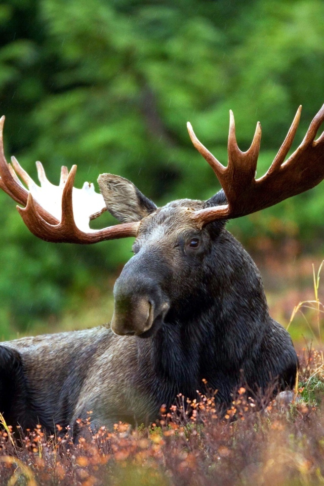 Дикий лось с большими рогами 