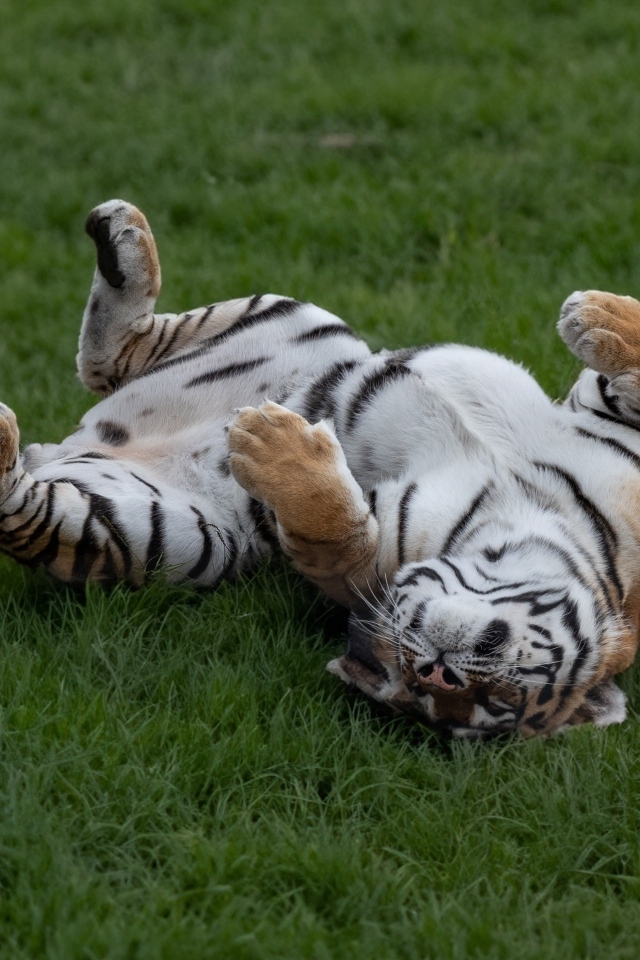 Большой полосатый тигр спит на зеленой траве