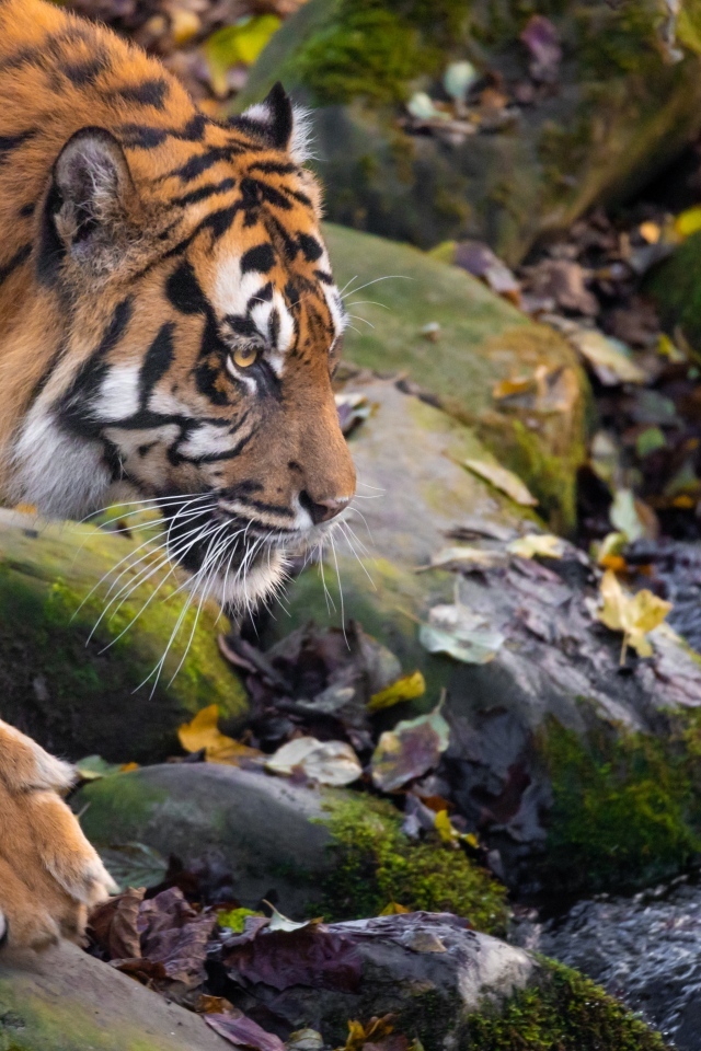 Большой полосатый тигр идет по мокрым камням