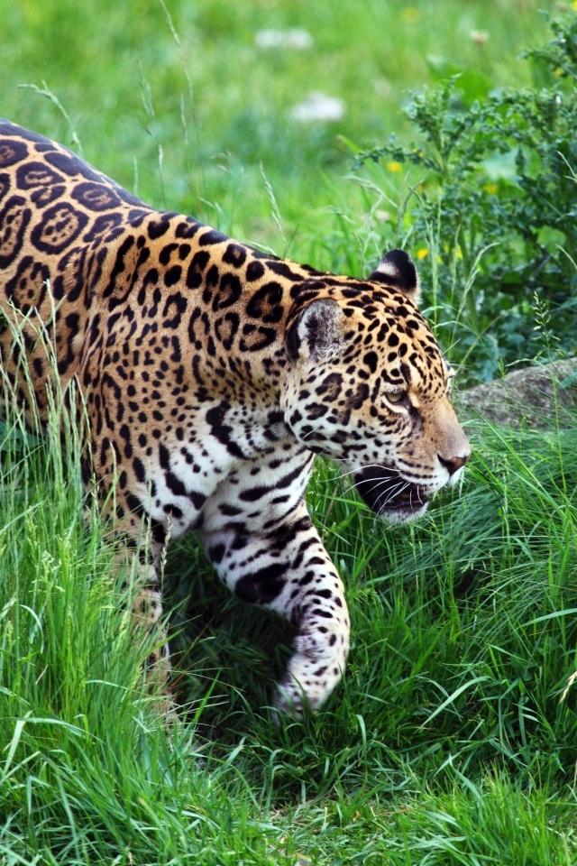 Большой пятнистый леопард идет по зеленой траве