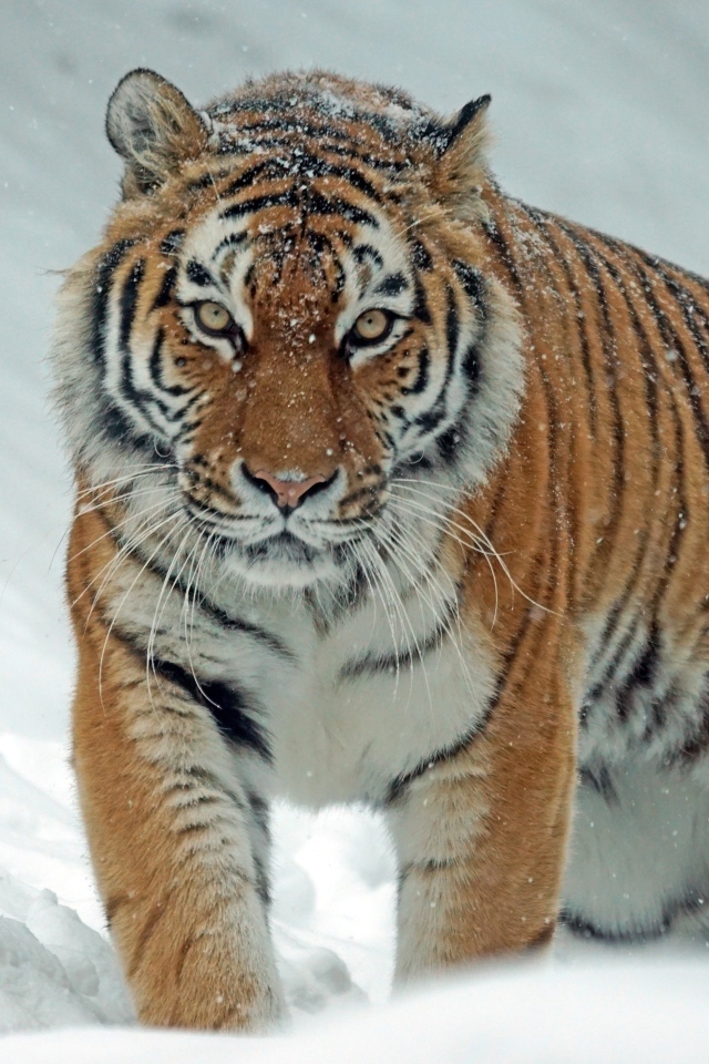 Большой полосатый тигр идет по снегу