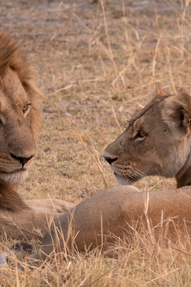 Грациозные лев и львица лежат на сухой траве