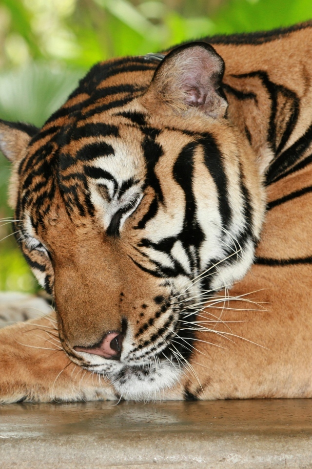 Большой полосатый спящий тигр